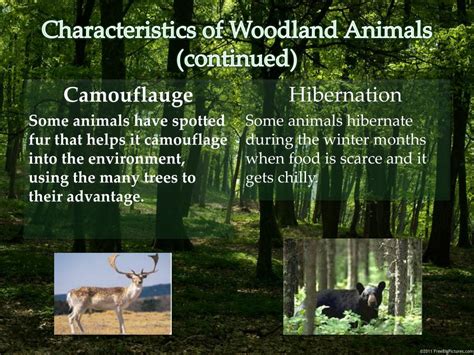 Key Features of Woodlands: