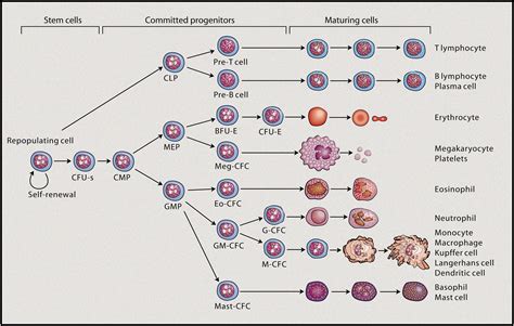 Key Features of the ATSAM4LS4CA-CFU