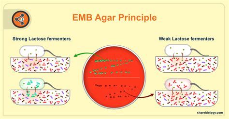 Key Features of the EMB