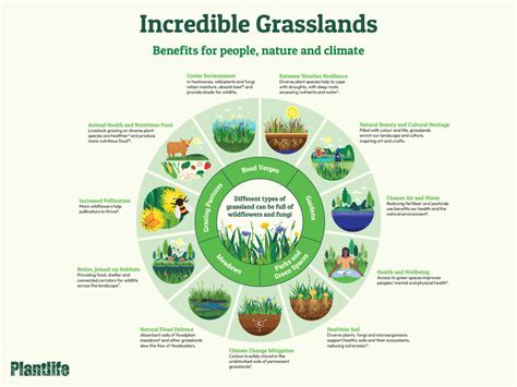 Key Insights for Maximizing Grassland Benefits