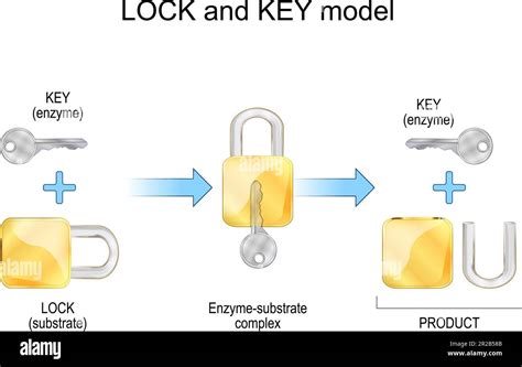 Key Models: