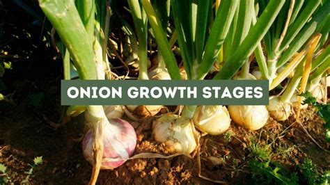 Key Nutrients for Onion Growth