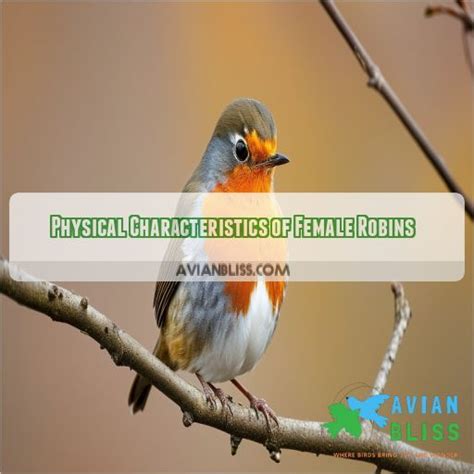 Key Traits of Female Robins: