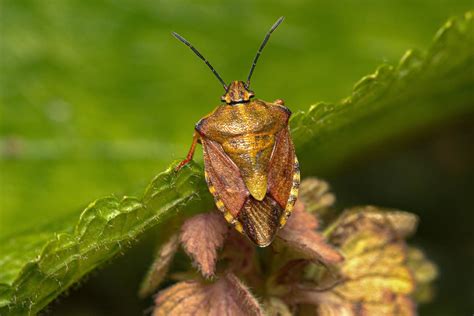 Khovstov Bug: The Invasive Species That's Wreaking Havoc on Ecosystems Worldwide