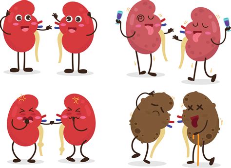 Kidney Cartoon: A Comprehensive Guide to Kidney Health