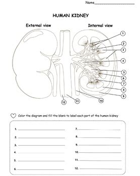 Kidney Coloring Answer Sheet Kindle Editon