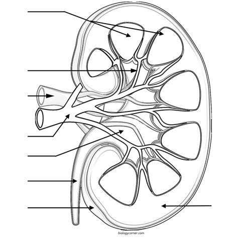 Kidney Coloring Answers Reader