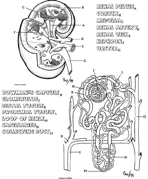 Kidney Coloring Sheet And Answers Reader