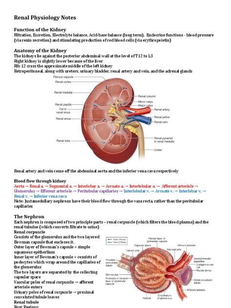 Kidney Physiology Answers PDF