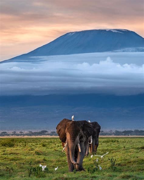 Kilimanjaro: The Majestic Giant of Africa