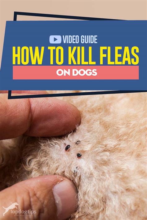 Kill Fleas on Dog: 10 Ultimate Solutions