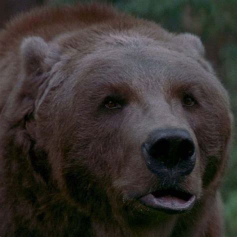 Killer Bear Movies: A Comprehensive Exploration of the Spine-Tingling Subgenre