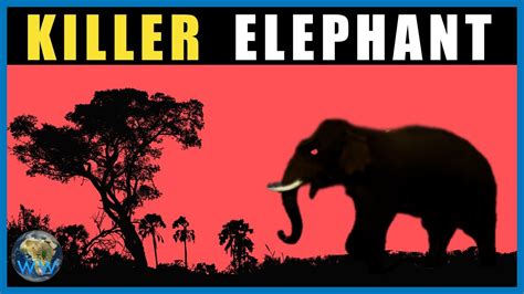 Killer Elephant