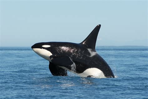 Killer whales