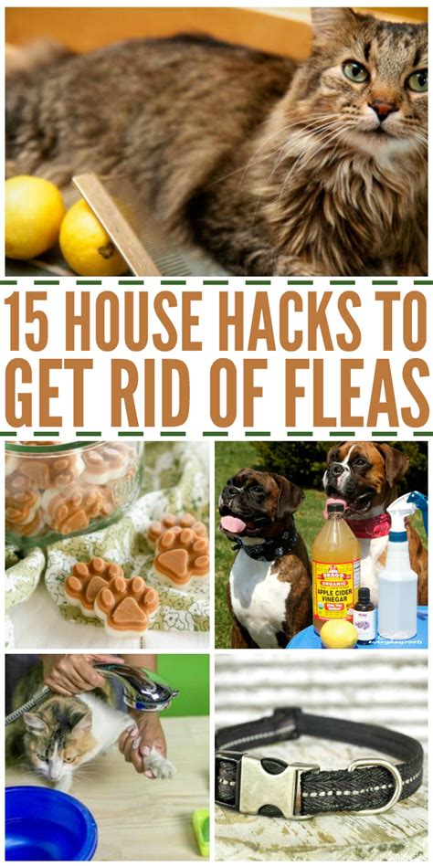 Killing Fleas in Your House: The Ultimate 5-Step Guide