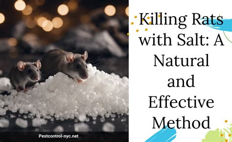 Killing Rats with Salt: An Effective and Humane Method