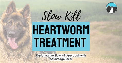 Killing the Adult Heartworms