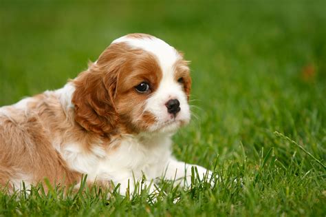 King Charles Spaniels