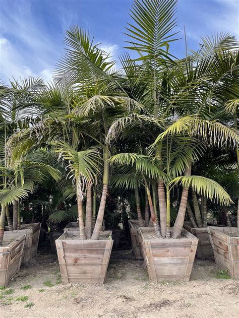 King Palms: Amazon's Regal Trees with Limitless Applications