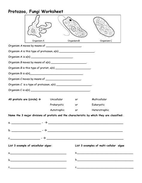 Kingdom Protista Worksheet Answers Doc