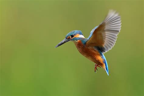 Kingfisher Reader