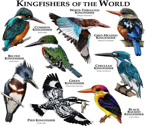 Kingfishers of the World Reader