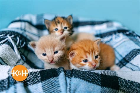Kitten Care & Training: PDF