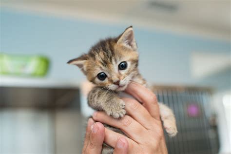 Kitten Care & Training: Doc