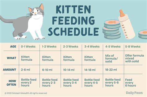 Kitten Feeding Chart By Age