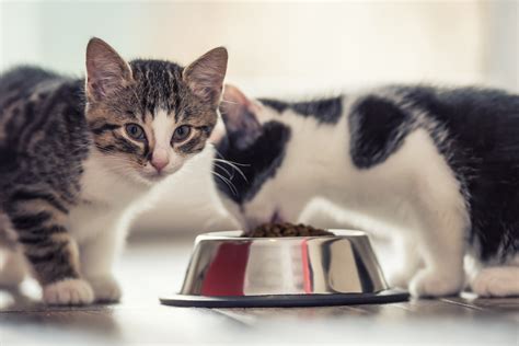 Kitten Food: A Nutritious Guide for Your Feline Friend's Growth and Development