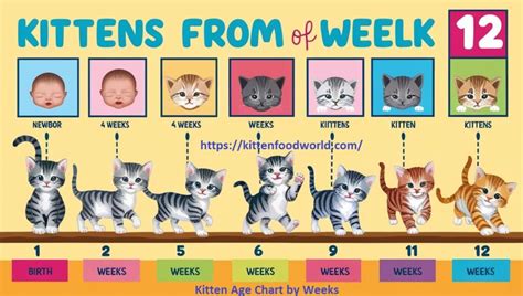 Kitten Milestones By Week Chart