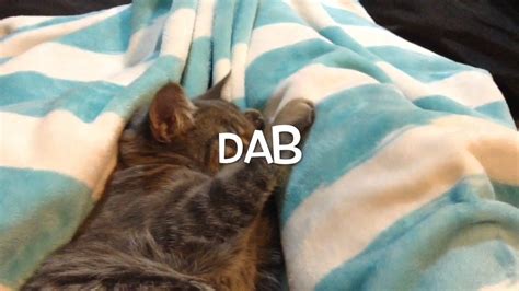 Kitten dabs