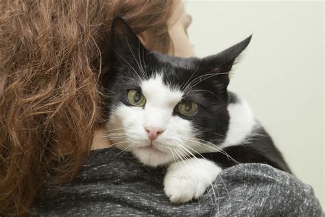 KittenXX: Unleashing the Power of Kitten Therapy for Mental Health