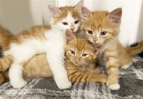 Kittens & Cat Litter: The Purrfect Pair