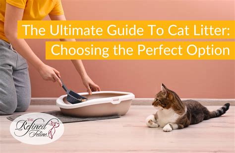 Kitty Litter: The Ultimate Guide to Choosing the Best for Your Feline Companion