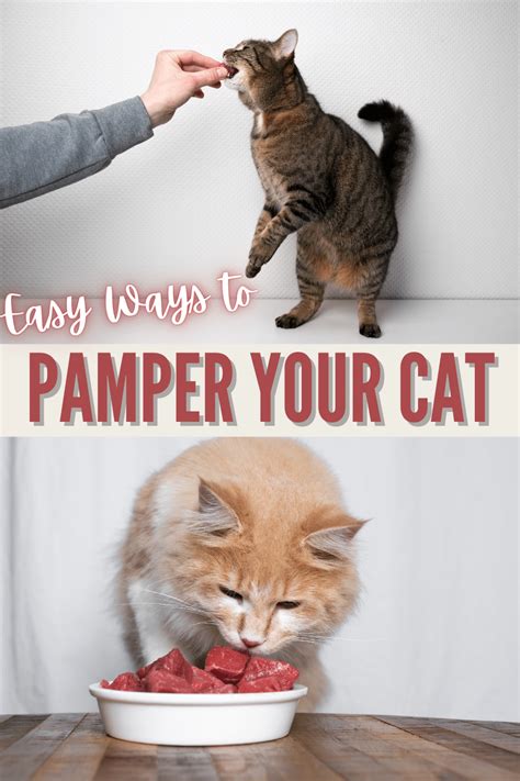 Kitty Wigs: 10,000 Ways to Pamper Your Feline Fashionista