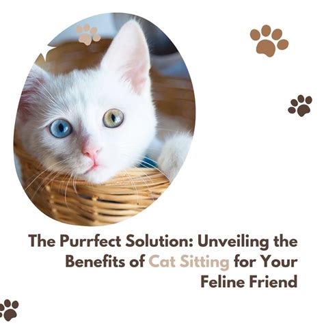 KittyCreamy: The Purr-fectly Purrfect Solution for All Your Cat Needs