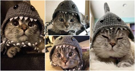 KittyDollXOX: Unraveling the Allure of the Feline Fashion Phenomenon