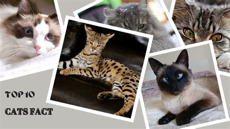 KittyTinyPaws: A Comprehensive Guide to the Enchanting World of Miniature Felines