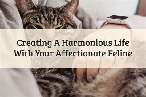 Kittyalister: The Ultimate Guide to a Luxurious and Harmonious Life with Cats