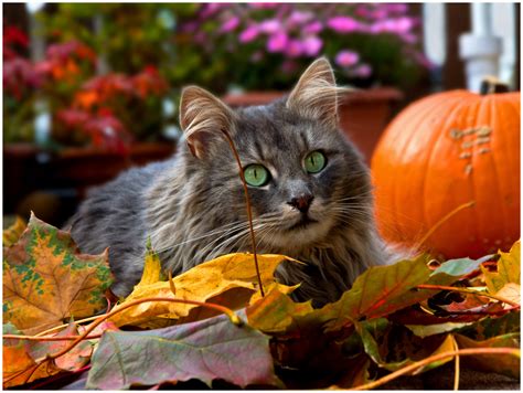 Kittyautumn: A New Era in Cat Care for the Autumn Season