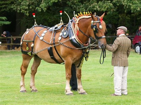 Knightbreeders: A Comprehensive Guide to the World's Leading Horse Breeders