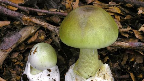 Knollenblätterpilze: Der tödliche Pilz mit tödlichen Folgen