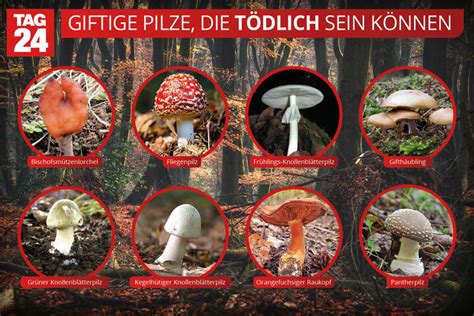 Knollenblätterpilze: Der tödlichste Pilz der Welt