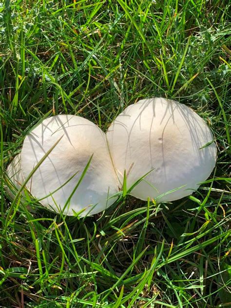 Knollenblätterpilze: Die tödliche Gefahr im Waldboden