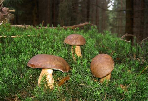 Knollenblätterpilze: Gefährliche Speisepilze in Deutschlands Wäldern