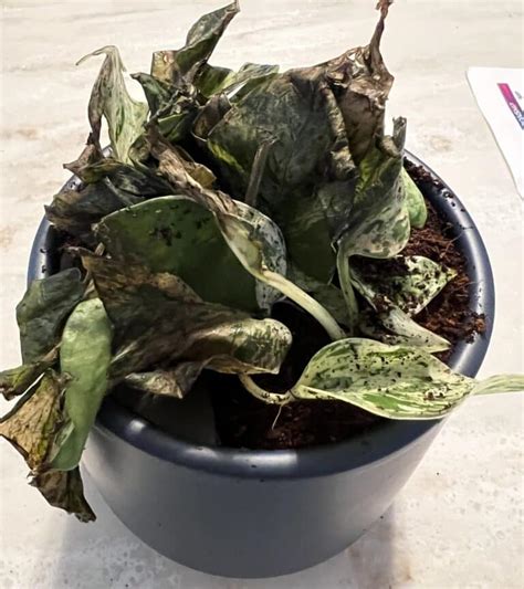 Know Your Pothos's Fertilizer Needs