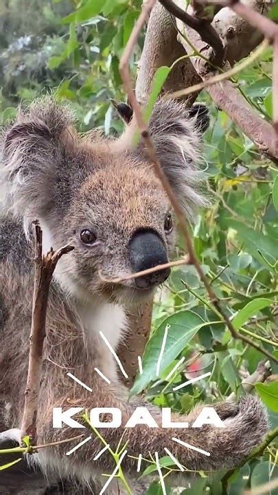 Koalemos: Unlocking the Wonder of Eucalyptus-Eating Marsupials