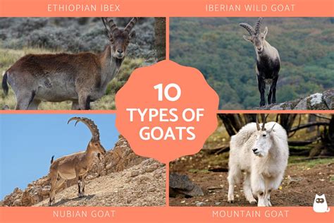 Koats4Goats: A Comprehensive Guide to Making a Difference