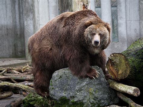 Kodiak bear